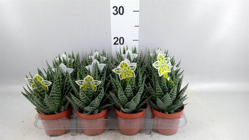 Горшечные цветы и растения оптом Aloe Aristata tiki Tahi от 12шт (для телеги) из Голландии с доставкой по России