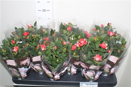 Горшечные цветы и растения оптом Ro Gigi Party от 12шт из Голландии с доставкой по России Горшечные цветы и растения оптом Ro Gigi Party от 12шт из Голландии с доставкой по России