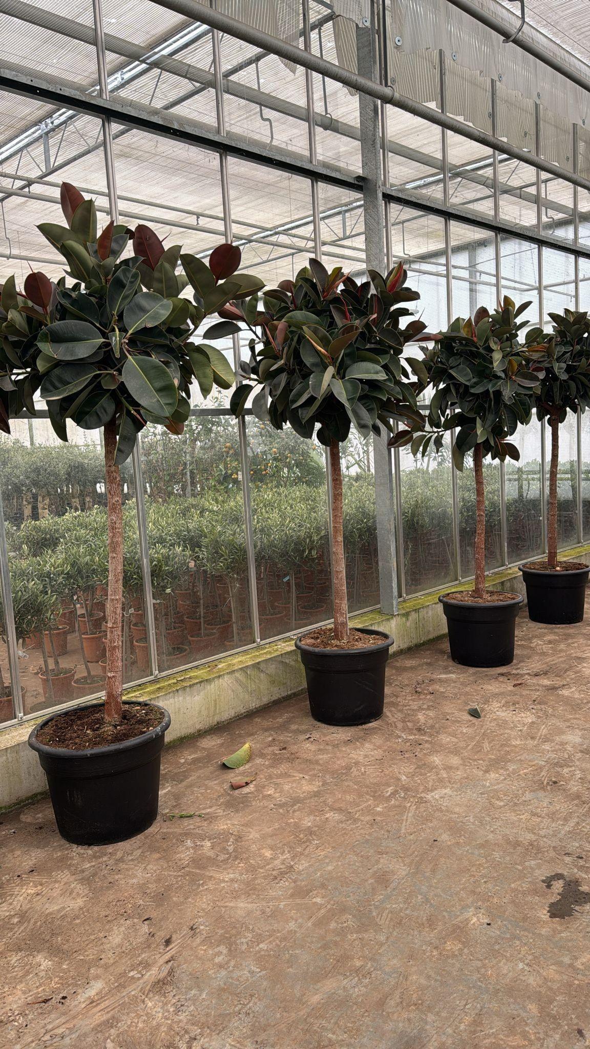 Горшечные цветы и растения оптом Fic El Robusta от 1шт из Голландии с доставкой по России