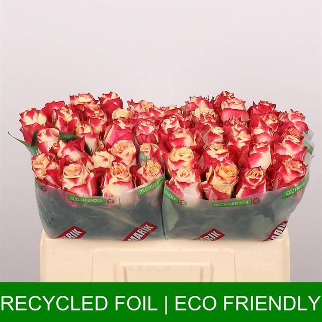 Срезанные цветы оптом Rosa large chapeau от 50шт из Голландии с доставкой по России