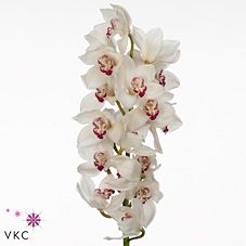 Срезанные цветы оптом Cymbidium white mazurka от 6шт из Голландии с доставкой по России