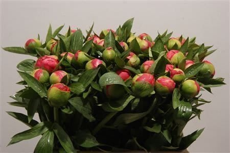 Срезанные цветы оптом Paeonia flame от 50шт из Голландии с доставкой по России