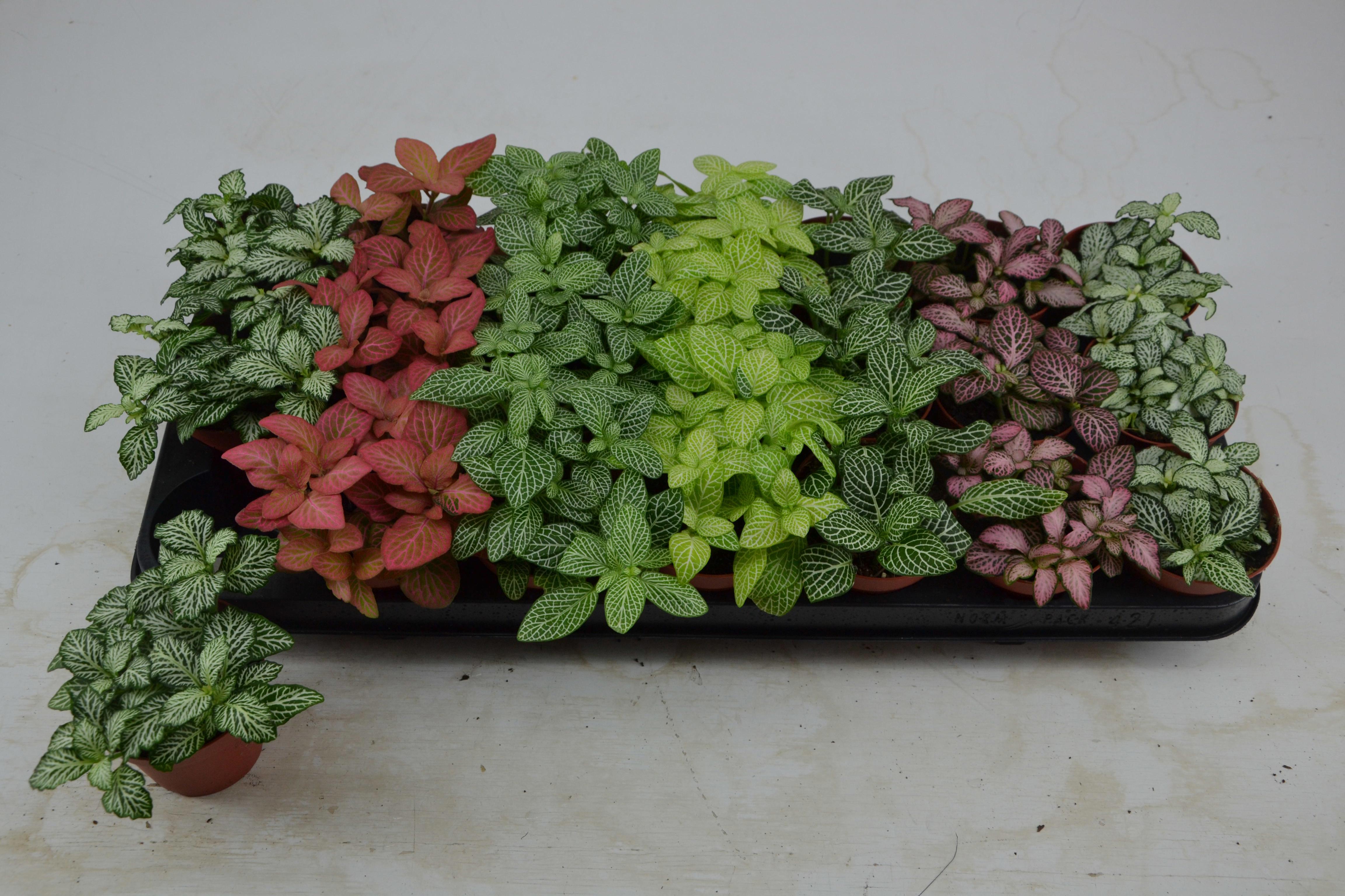 Горшечные цветы и растения оптом Fitt Gem 7 Kl от 21шт (для телеги) из Голландии с доставкой по России