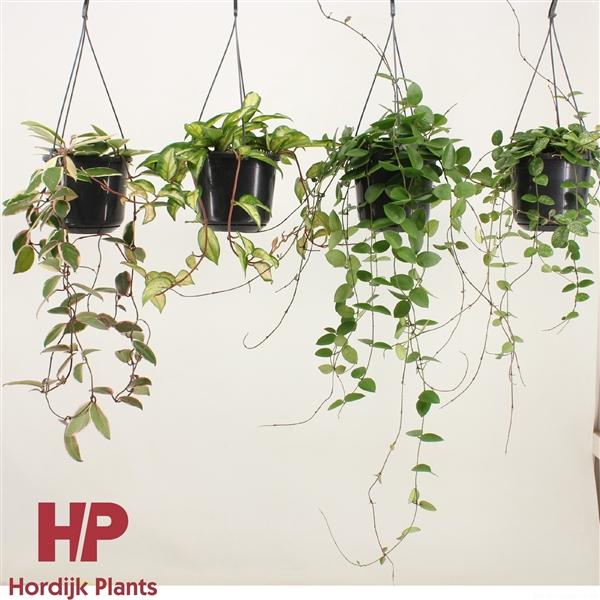 Горшечные цветы и растения оптом Hoya Mix Hanging Pot от 7шт из Голландии с доставкой по России