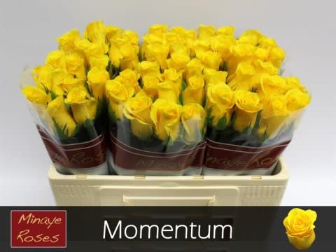 Срезанные цветы оптом Rosa large momentum+ от 60шт. из Голландии с доставкой по России