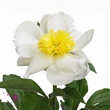 Срезанные цветы оптом Paeonia jan van leeuwen от 50шт из Голландии с доставкой по России