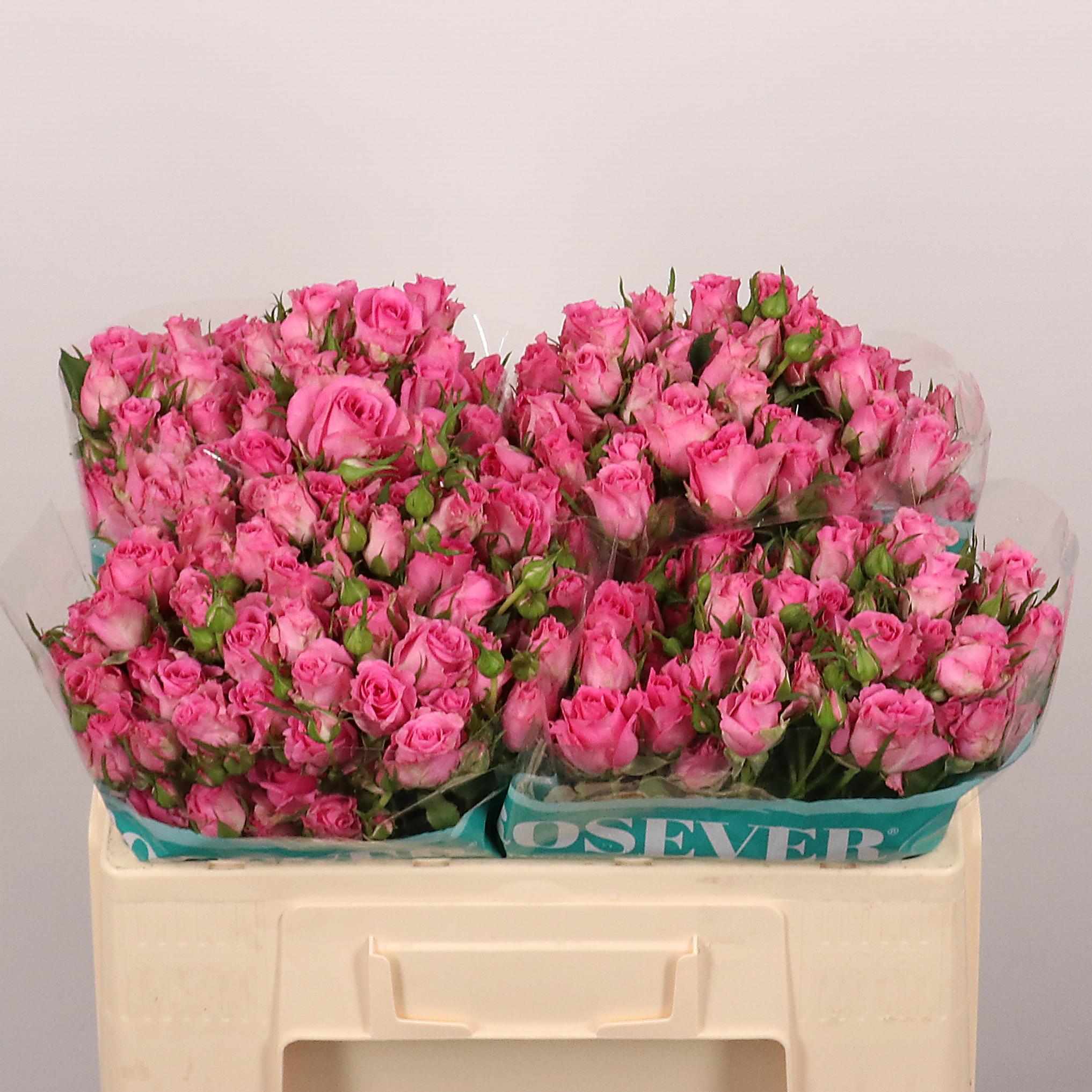 Срезанные цветы оптом Rosa spray shocking rosever от 40шт из Голландии с доставкой по России