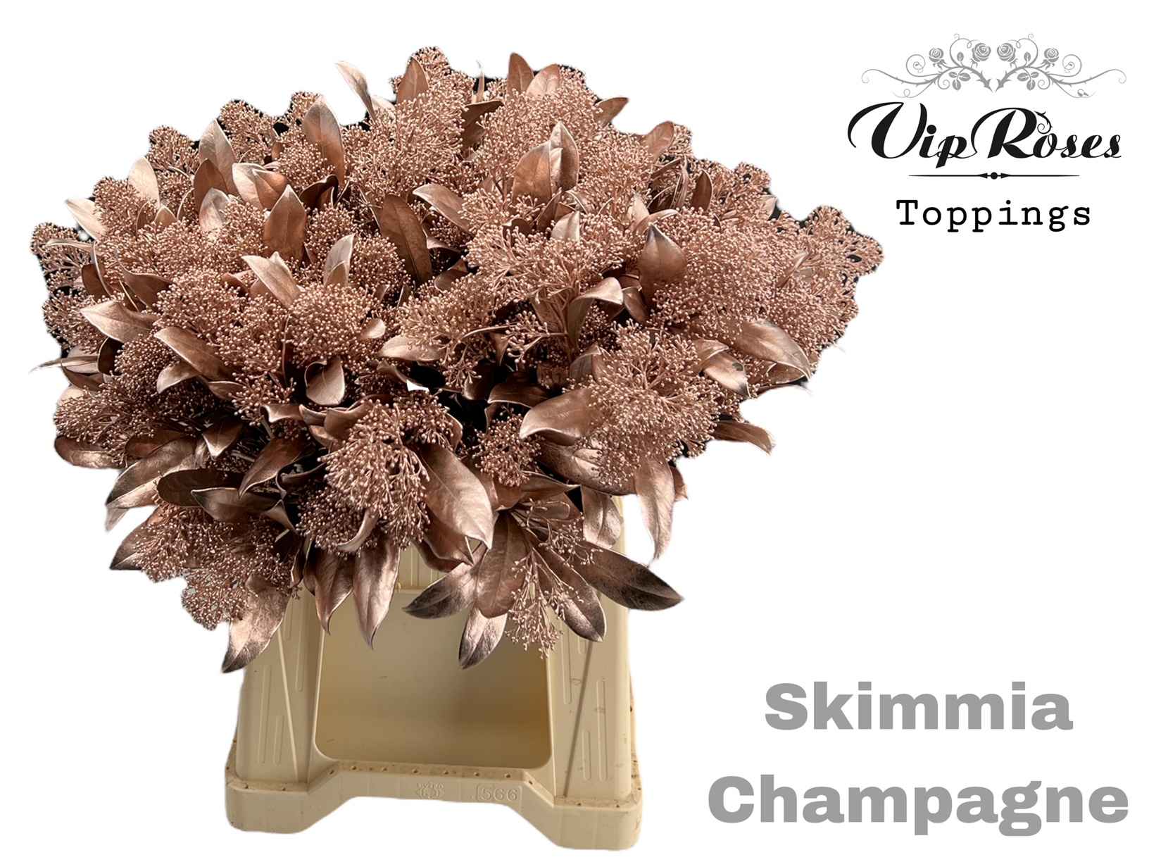 Срезанные цветы оптом Skimmia paint champagne от 10шт из Голландии с доставкой по России