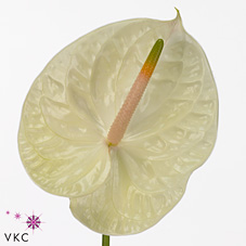 Срезанные цветы оптом Anthurium champagne от 10шт из Голландии с доставкой по России