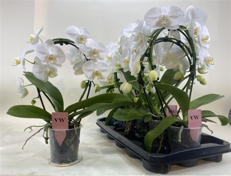 Горшечные цветы и растения оптом Phal Ov Wit Bow 2 Branches 16+ от 5шт из Голландии с доставкой по России