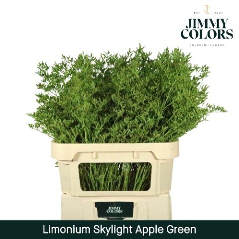 Срезанные цветы оптом Limonium paint applegreen от 50шт. из Голландии с доставкой по России