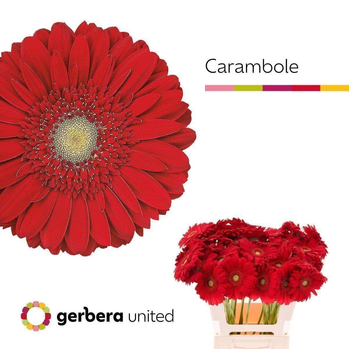 Срезанные цветы оптом Gerbera carambole от 50шт. из Голландии с доставкой по России