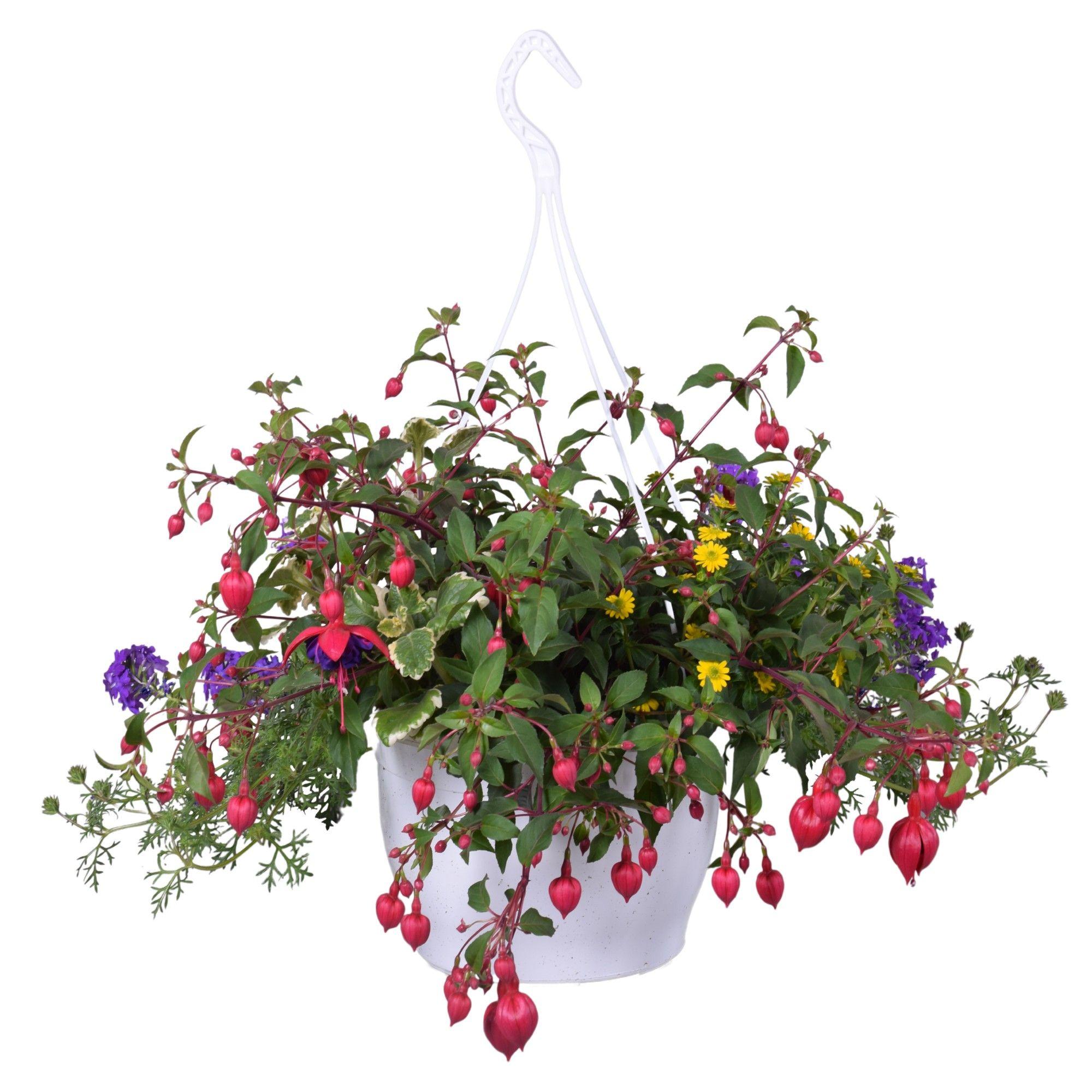 Горшечные цветы и растения оптом Combi Mixpot 4 Soorten, Plectrantus, Verbena, Fuch от 1шт из Голландии с доставкой по России