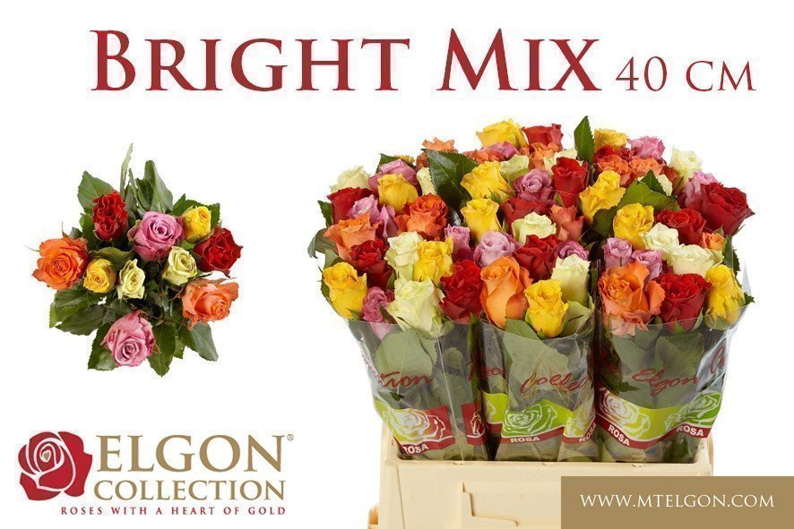 Срезанные цветы оптом Rosa large mix rainbow (mixbunch) от 540шт из Голландии с доставкой по России