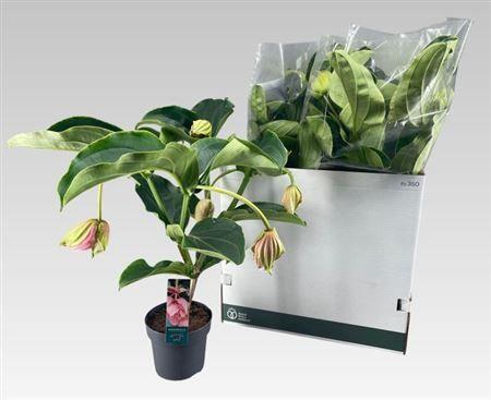 Горшечные цветы и растения оптом Medin Mag 3 Etages 6 Bloemen от 5шт из Голландии с доставкой по России