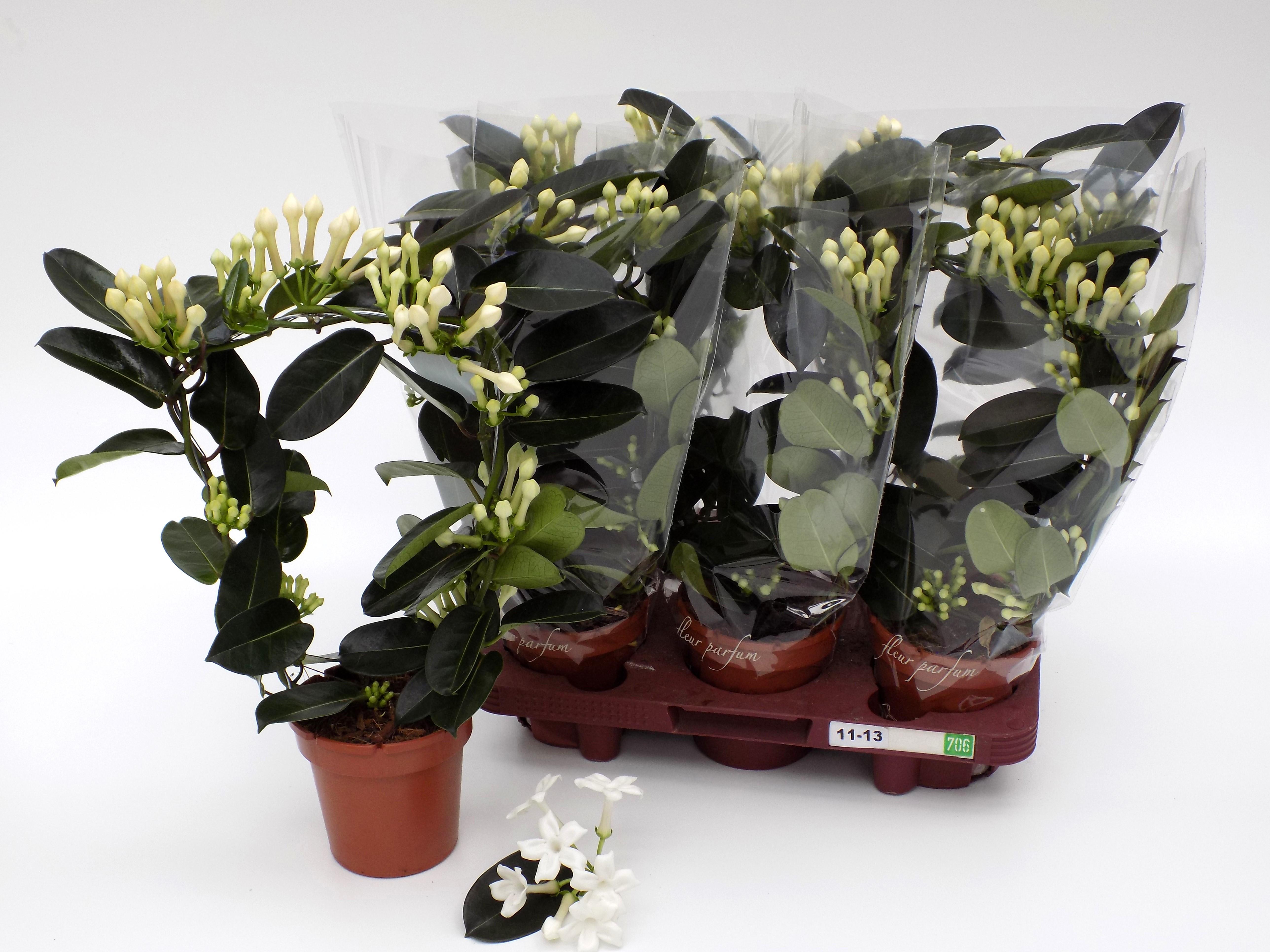 Горшечные цветы и растения оптом Steph Fl Ov от 6шт из Голландии с доставкой по России