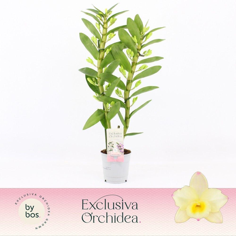 Горшечные цветы и растения оптом Dendr Nob 2st Tweety Exclusiva Orchidea A от 6шт из Голландии с доставкой по России