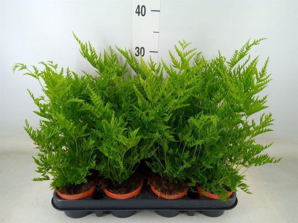 Горшечные цветы и растения оптом Pteris Straminea от 12шт (для телеги) из Голландии с доставкой по России