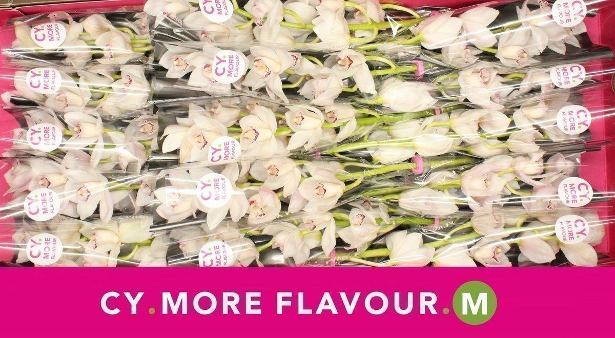 Срезанные цветы оптом Cymbidium white fair от 15шт из Голландии с доставкой по России