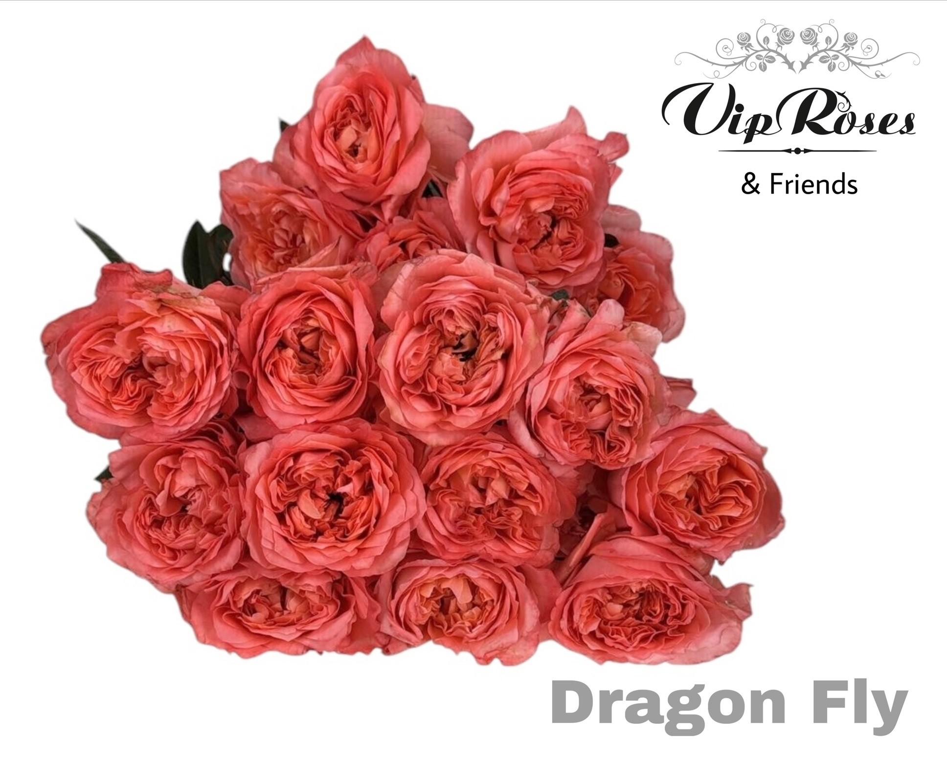 Срезанные цветы оптом Rosa large dragonfly от 25шт из Голландии с доставкой по России