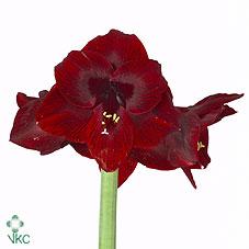 Срезанные цветы оптом Hippeastrum loyalty от 12шт. из Голландии с доставкой по России