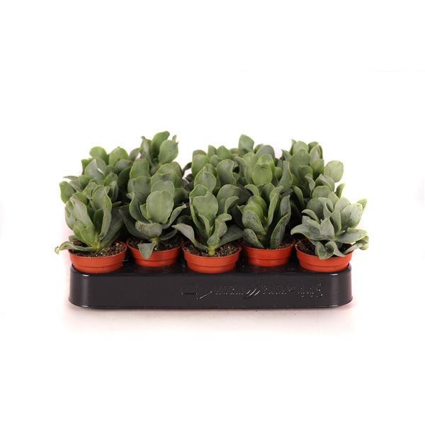 Горшечные цветы и растения оптом Crassula Arborescens Cristaat от 20шт из Голландии с доставкой по России