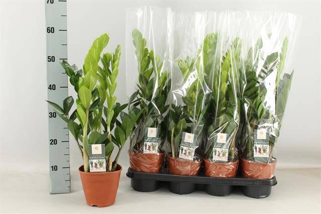 Горшечные цветы и растения оптом Zamioculcas 5+ от 7шт из Голландии с доставкой по России Горшечные цветы и растения оптом Zamioculcas 5+ от 7шт из Голландии с доставкой по России