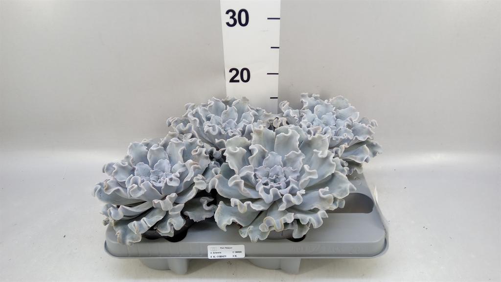 Горшечные цветы и растения оптом Echeveria ... от 4шт из Голландии с доставкой по России