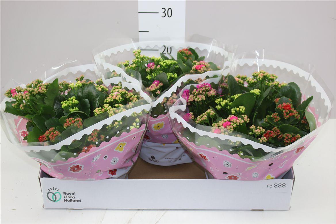 Горшечные цветы и растения оптом Kalanchoe Calandiva Carnaval от 3шт из Голландии с доставкой по России