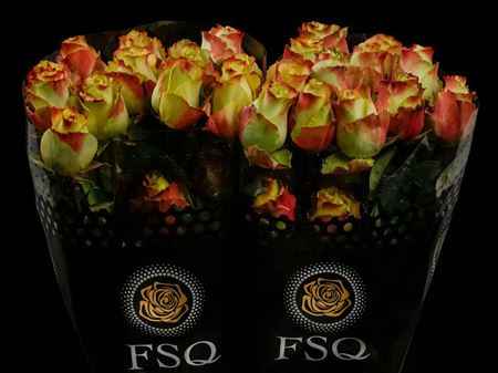 Срезанные цветы оптом Rosa ec zazu от 40шт из Голландии с доставкой по России