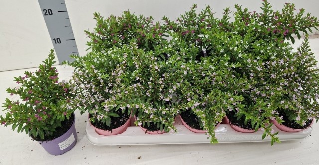 Горшечные цветы и растения оптом Cuph Hyssopifolia от 15шт из Голландии с доставкой по России