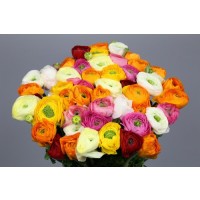 Срезанные цветы оптом Ranunculus aazur mix in the bucket от 50шт из Голландии с доставкой по России