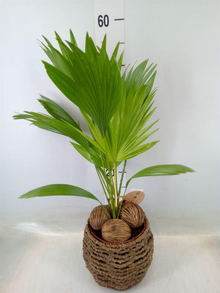 Горшечные цветы и растения оптом Livistona Rotundifolia от 1шт из Голландии с доставкой по России
