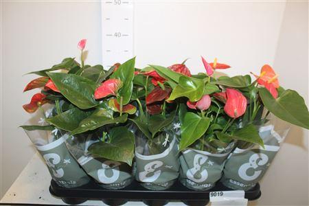 Горшечные цветы и растения оптом Anthu An Gem 4 Kl 2-3+ от 10шт из Голландии с доставкой по России