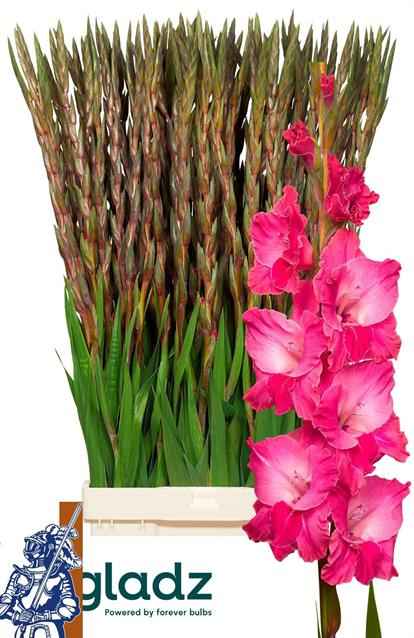 Срезанные цветы оптом Gladiolus la fairytale pink от 100шт из Голландии с доставкой по России