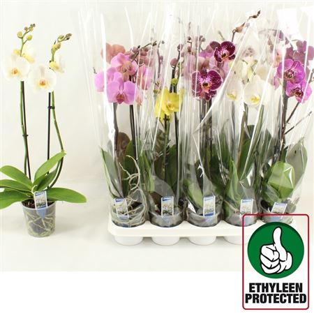 Горшечные цветы и растения оптом Phal Gem 6 Kl 2 Branche 12+ от 10шт из Голландии с доставкой по России