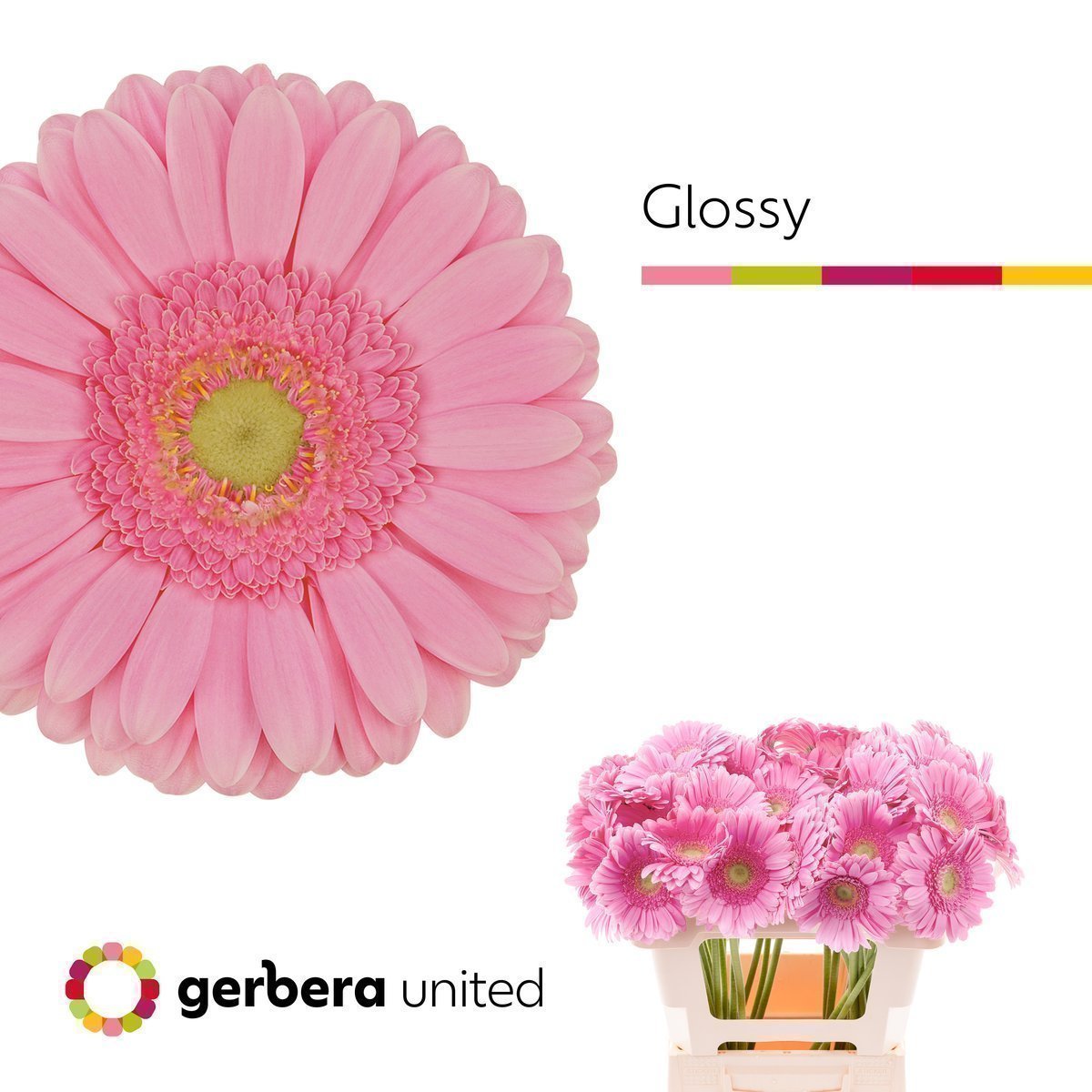 Срезанные цветы оптом Gerbera glossy A от 50шт из Голландии с доставкой по России
