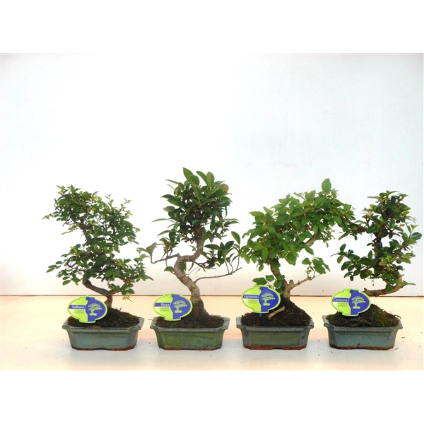 Горшечные цветы и растения оптом Bonsai Mix Indoor Shape Without Drip Tr от 10шт из Голландии с доставкой по России