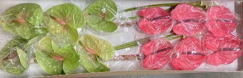 Срезанные цветы оптом Anthurium mix in box от 12шт. из Голландии с доставкой по России