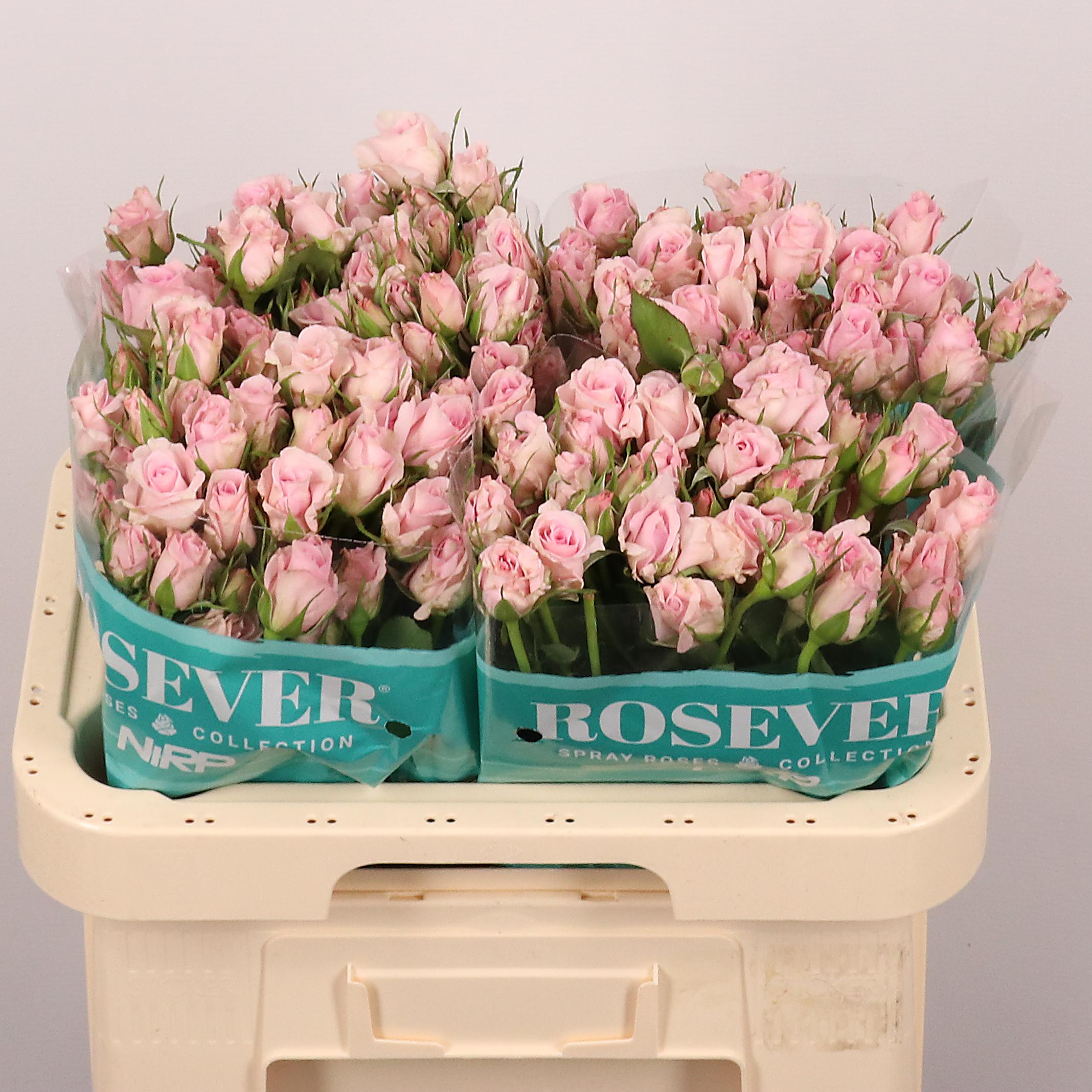 Срезанные цветы оптом Rosa spray lovely rosever от 30шт из Голландии с доставкой по России