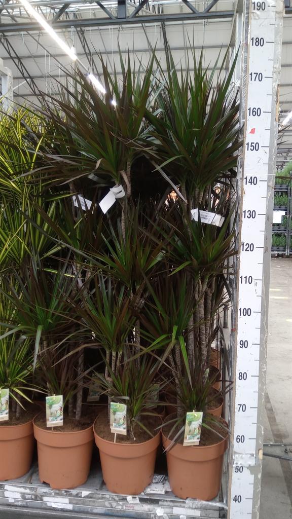 Горшечные цветы и растения оптом Dracaena Marg. magenta от 1шт из Голландии с доставкой по России