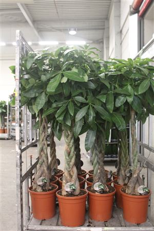 Горшечные цветы и растения оптом Pachira Aquatica от 1шт из Голландии с доставкой по России