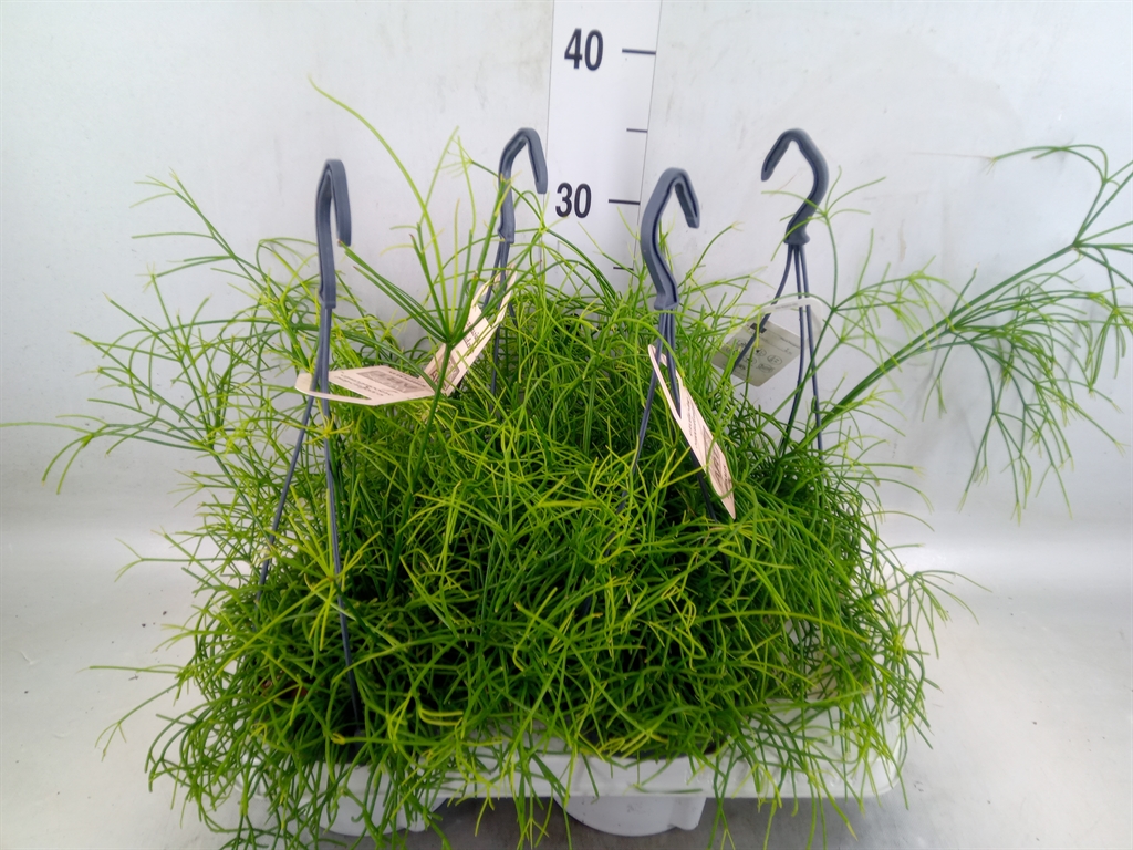 Горшечные цветы и растения оптом Rhipsalis Cassutha от 4шт из Голландии с доставкой по России