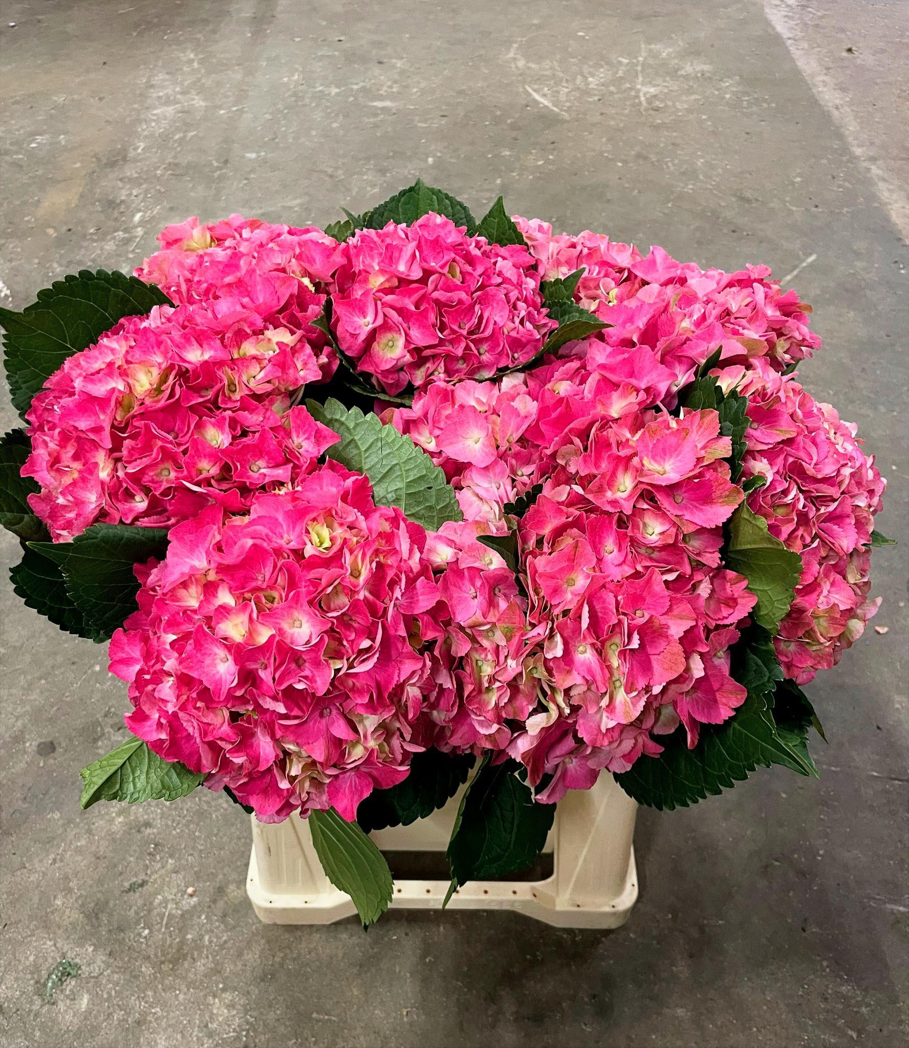 Срезанные цветы оптом Hydrangea scarlett от 80шт из Голландии с доставкой по России