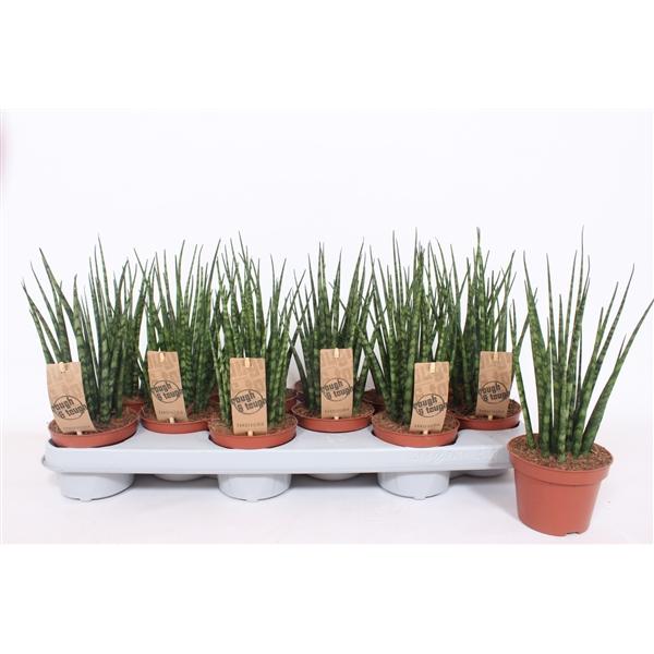 Горшечные цветы и растения оптом Sansevieria Fernwood Punk от 12шт из Голландии с доставкой по России