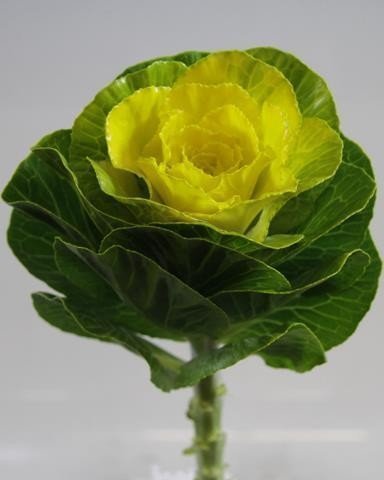 Срезанные цветы оптом Brassica paint yellow от 20шт из Голландии с доставкой по России