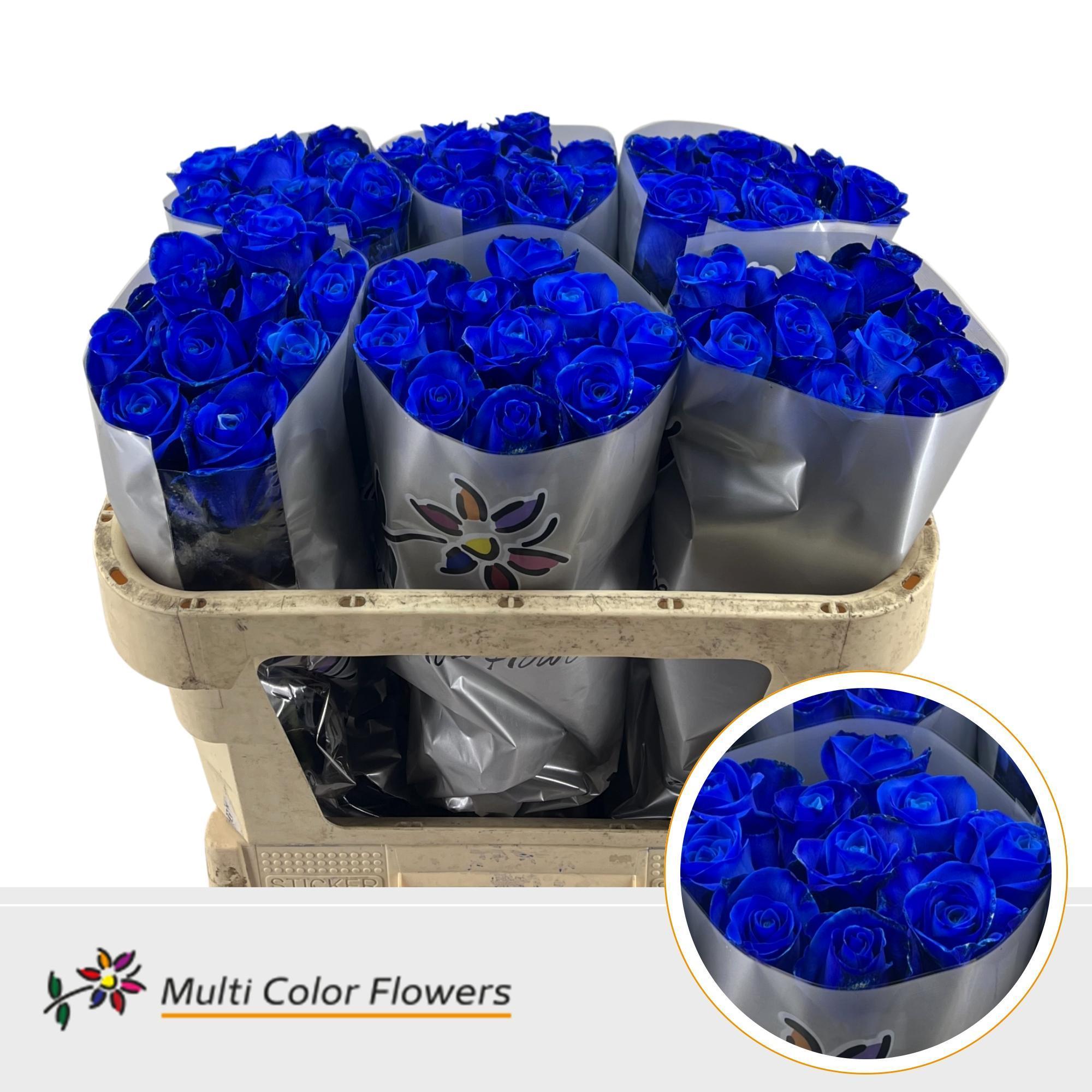 Срезанные цветы оптом Rosa large paint blue snowstorm от 60шт из Голландии с доставкой по России