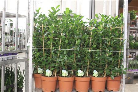 Горшечные цветы и растения оптом Fic Mi Moclame от 1шт из Голландии с доставкой по России