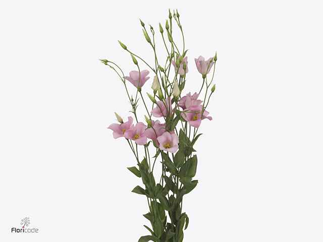 Срезанные цветы оптом Lisianthus si botanic pink от 20шт из Голландии с доставкой по России