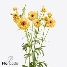 Срезанные цветы оптом Ranunculus butterfly phosphorus от 40шт из Голландии с доставкой по России